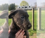 Puppy 3 Labrador Retriever