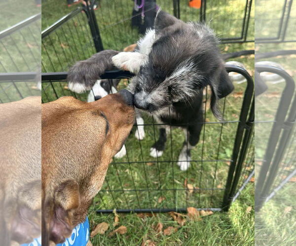Medium Photo #2 Mutt Puppy For Sale in Germantown, OH, USA