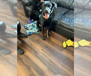 Hannah! - Female Borador Dog for Adoption - Photo #4