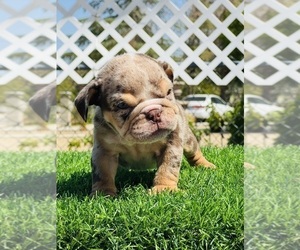 English Bulldog Puppy for sale in LAS VEGAS, NV, USA