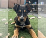 Small #10 Mutt