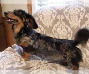 Father of the Dachshund puppies born on 07/10/2025