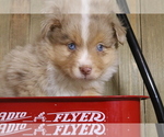 Small Photo #9 Miniature Australian Shepherd Puppy For Sale in STAFFORD, VA, USA
