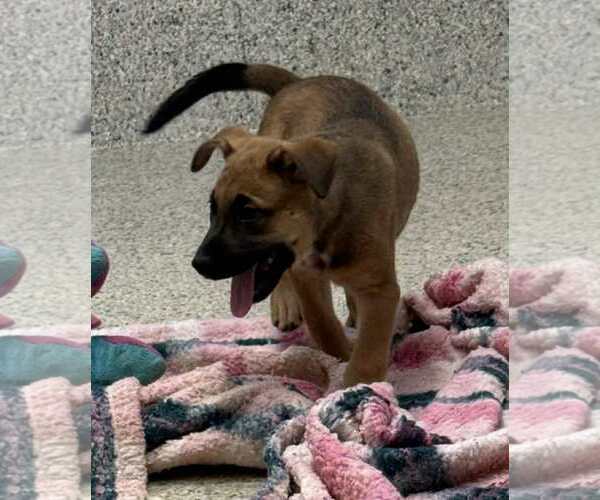 Medium Photo #3  Puppy For Sale in , 