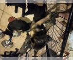 Puppy Puppy 4 Belgian Malinois