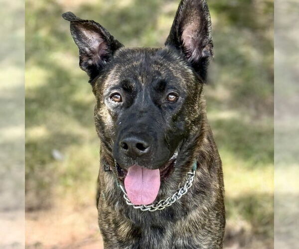 Medium Photo #4 Huskies -Unknown Mix Puppy For Sale in Cranford, NJ, USA