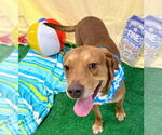 Small #5 Labrador Retriever Mix
