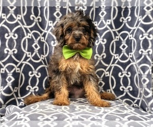 Cavapoo Puppy for sale in LAKELAND, FL, USA