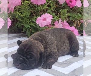 Beabull Puppy for sale in ARTHUR, IL, USA