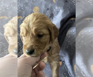 Golden Retriever Puppy for Sale in OLYMPIA, Washington USA