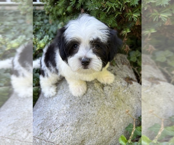 Medium Photo #4 Lhatese-Maltese Mix Puppy For Sale in RICHMOND, IL, USA