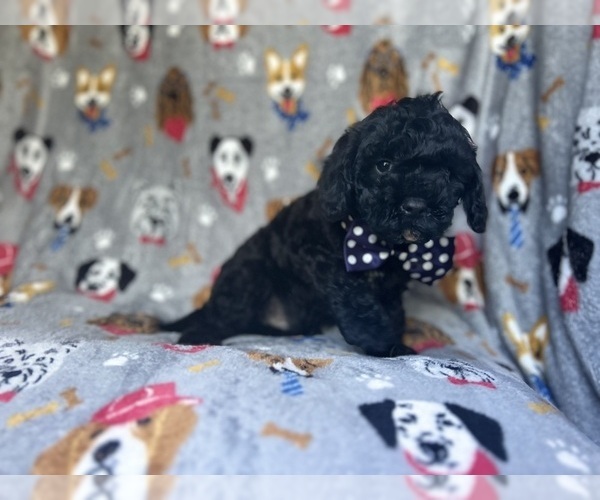 Medium Photo #6 Cavapoo Puppy For Sale in LAKELAND, FL, USA