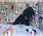 Small #5 Cavapoo