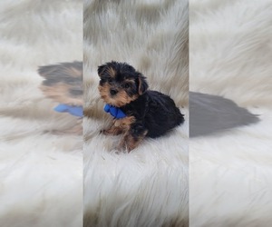 Yorkshire Terrier Puppy for sale in INDIANAPOLIS, IN, USA
