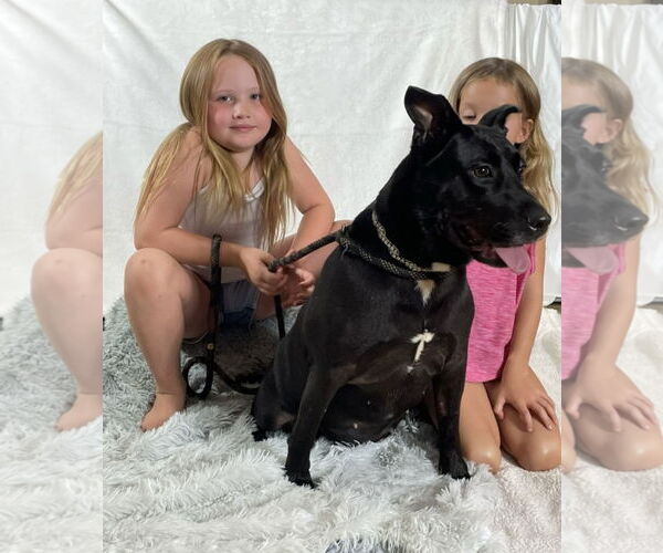 Medium Photo #2 Labrador Retriever-Unknown Mix Puppy For Sale in Rockaway, NJ, USA