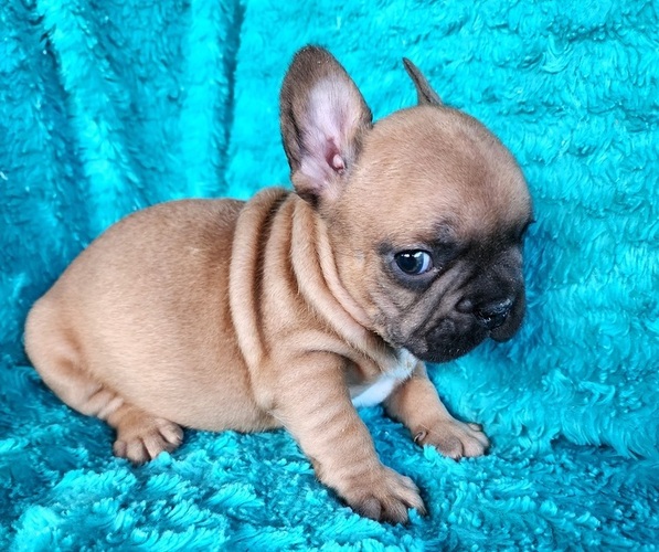 Medium Photo #9 French Bulldog Puppy For Sale in LAS VEGAS, NV, USA