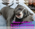 Small #9 American Pit Bull Terrier