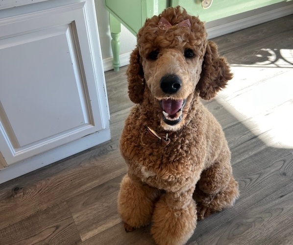 Medium Photo #1 Goldendoodle Puppy For Sale in ENTERPRISE, AL, USA