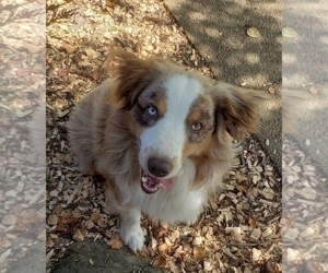 Australian Shepherd Puppy for sale in DOWELLTOWN, TN, USA