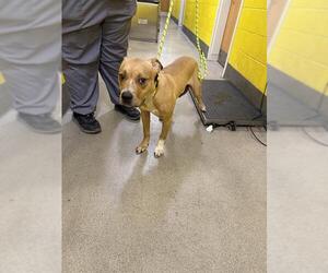 Presa Canario Dogs for adoption in Forestville, MD, USA