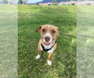 Beck - Male Dachshund-Staffordshire Bull Terrier Mix Dog for Adoption - Photo #4