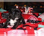 Small Photo #2 French Bulldog Puppy For Sale in MEADVILLE, PA, USA
