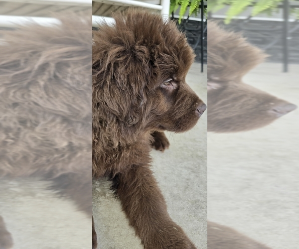 Medium Photo #100 Newfoundland Puppy For Sale in TILTON, IL, USA
