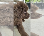 Puppy Brody Newfoundland