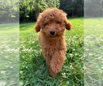 Small #24 Goldendoodle mix (+ Poodle Miniature)