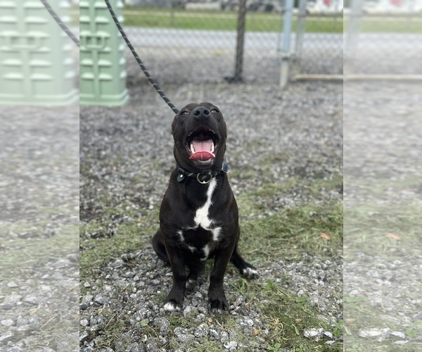 Medium Photo #3 Mutt Puppy For Sale in Oakhurst, NJ, USA