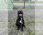 Small #2 Mutt