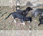 Small #3 Labrador Retriever Mix