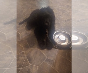Goldendoodle Puppy for sale in MOUNT VERNON, IL, USA