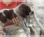 Small Photo #4 German Shorthaired Pointer-German Wirehaired Pointer Mix Puppy For Sale in DEFUNIAK SPRINGS, FL, USA