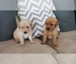 Golden Retriever Puppy for sale in RIVERBANK, CA, USA