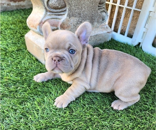 Medium Photo #11 French Bulldog Puppy For Sale in LAS VEGAS, NV, USA