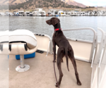 Small #3 German Shorthaired Pointer