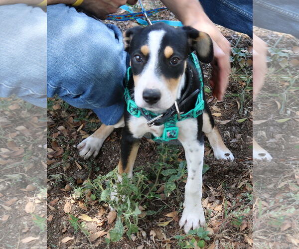 Medium Photo #2 Aussiedor Puppy For Sale in Bandera, TX, USA