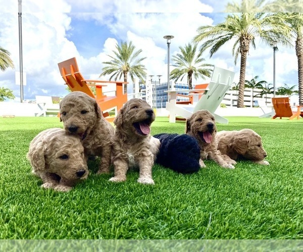 Medium Photo #1 Goldendoodle Puppy For Sale in DANIA, FL, USA