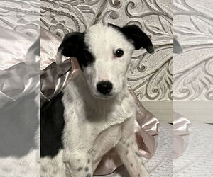 Border Collie-Unknown Mix Dogs for adoption in MIDWAY, UT, USA