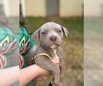 Small Photo #3 American Bully Puppy For Sale in PICKENS, SC, USA
