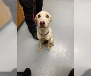 Labrador Retriever Dogs for adoption in St. Cloud, FL, USA