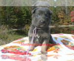 Lavender Pine - Female German Shepherd Dog Puppy for Sale - Photo #4