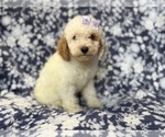 Small Goldendoodle (Miniature)
