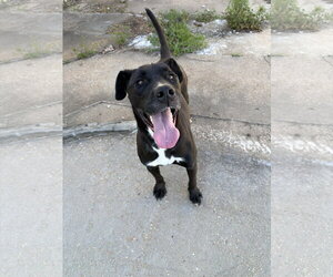 Labrador Retriever-Unknown Mix Dogs for adoption in Jackson, MS, USA