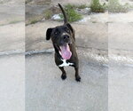 Small Labrador Retriever Mix