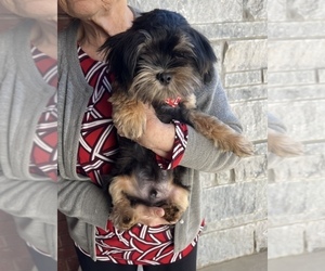 Mal-Shi Puppy for sale in POTEAU, OK, USA