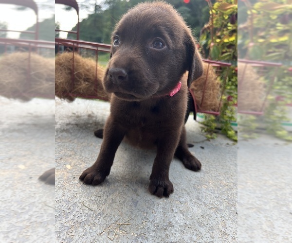 Medium Photo #8 Labrador Retriever Puppy For Sale in NEOLA, WV, USA
