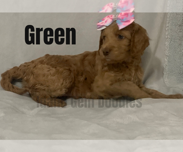 Medium Photo #15 Goldendoodle Puppy For Sale in HOMEDALE, ID, USA