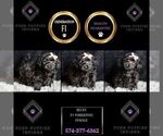 Small Photo #6 YorkiePoo Puppy For Sale in WARSAW, IN, USA